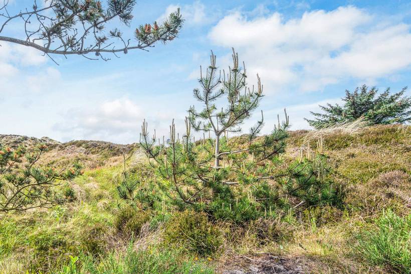 Foto von Ferienhaus AA36 in Henne Strand - Westjütland