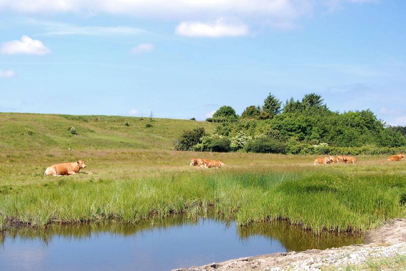 Foto von Ferienhaus AB81 auf Mors - Thy/Limfjord