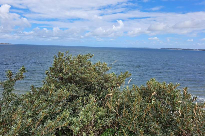 Foto von Ferienhaus AJ91 in Toftum Bjerge - Thy/Limfjord