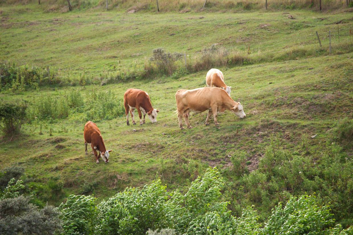 Foto von Ferienhaus AO01 in Skallerup Klit - Lønstrup - Nordjütland