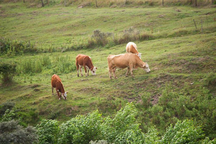 Foto von Ferienhaus AO01 in Skallerup Klit - Lønstrup - Nordjütland