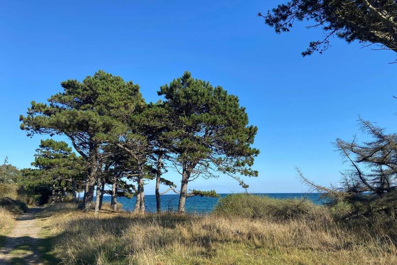 Foto von Ferienhaus AO50 in Vejby - Tisvildeleje - Nordseeland