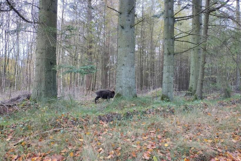 Foto von Ferienhaus AQ63 in Hovborg - Westjütland