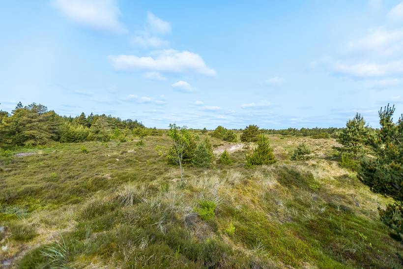 Foto von Ferienhaus AU62 in Kongsmark - Rømø
