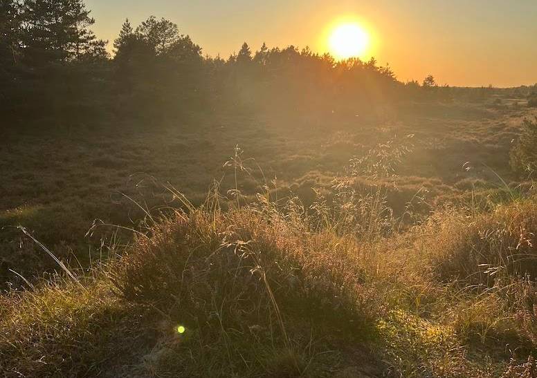Foto von Ferienhaus AU62 in Kongsmark - Rømø