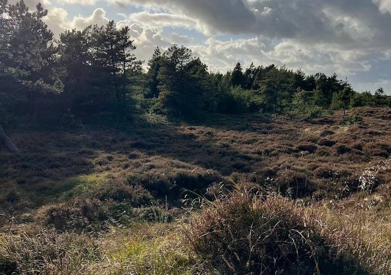 Foto von Ferienhaus AU62 in Kongsmark - Rømø