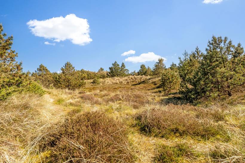 Foto von Ferienhaus AW84 in Vorupør - Thy/Limfjord