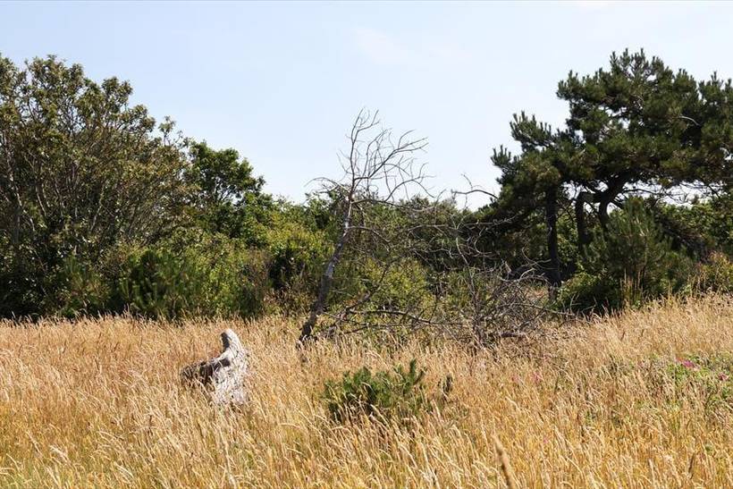 Foto von Ferienhaus AZ89 in Sjællands Odde - Westseeland