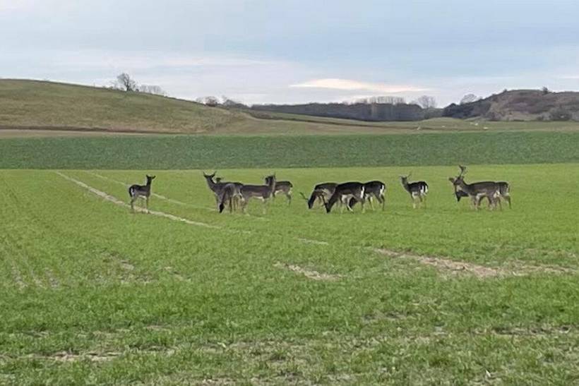 Foto von Ferienhaus BC45 in Bagenkop - Langeland