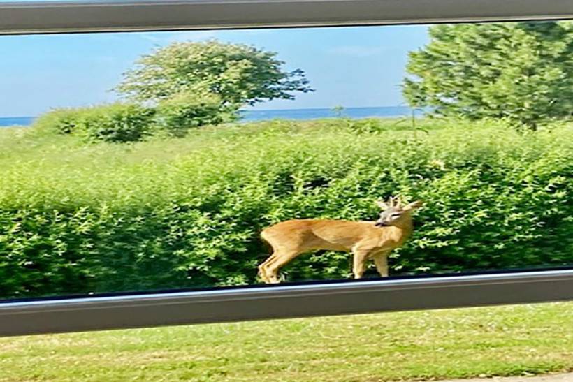 Foto von Ferienhaus BJ11 in Nysted - Lolland