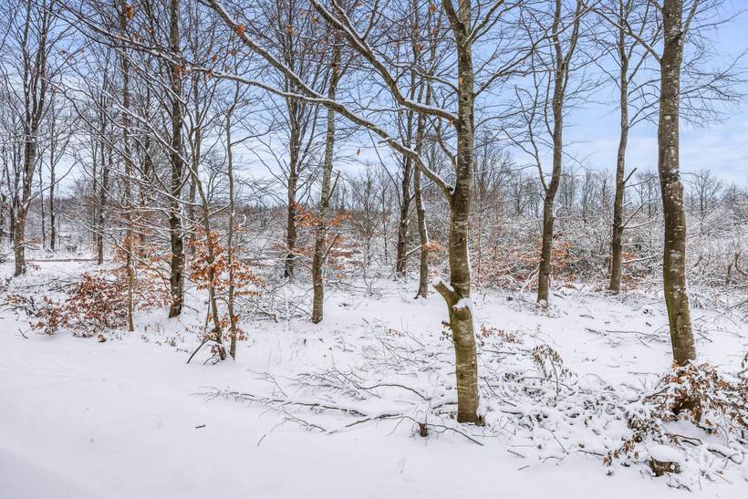 Foto von Ferienhaus BJ39 in Arrild - Südjütland