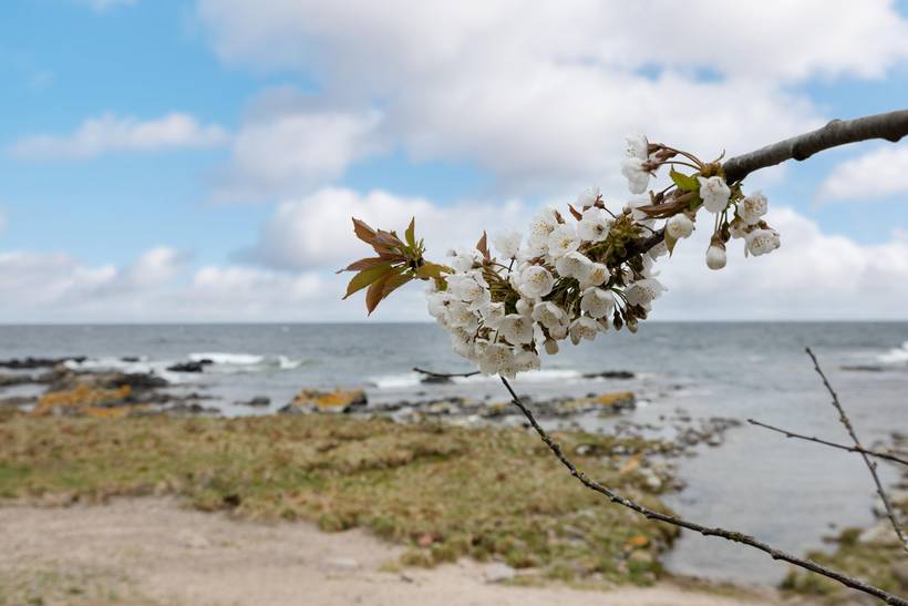 Foto von Ferienhaus BU63 in Sandkås - Bornholm
