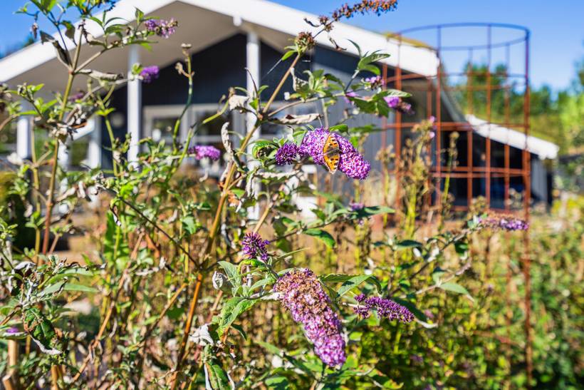Foto von Ferienhaus BZ06 in Blokhus - Nordjütland