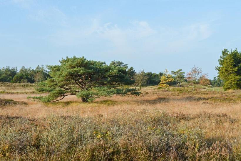 Foto von Ferienhaus CE43 in Sønderstrand - Rømø