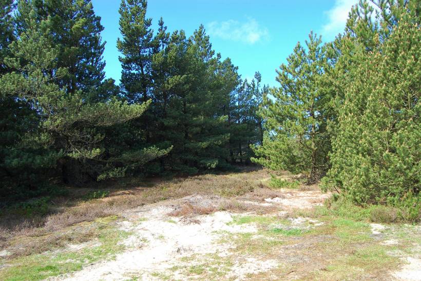 Foto von Ferienhaus CF33 in Kongsmark - Rømø
