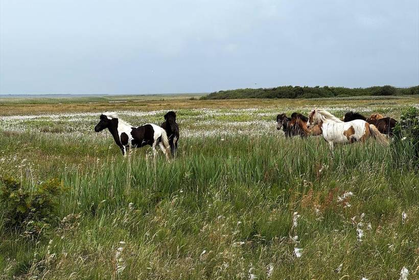 Foto von Ferienhaus CG14 in Fjand - Westjütland