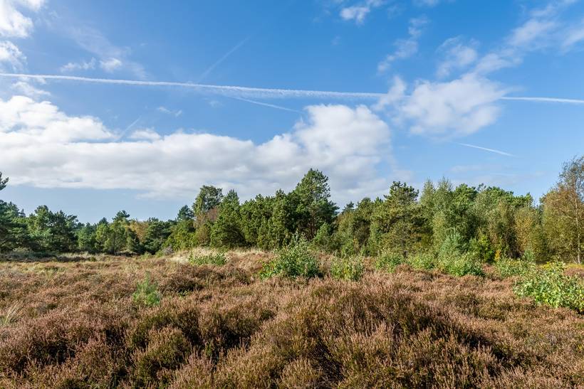 Foto von Ferienhaus CL62 in Nordmarken - Læsø