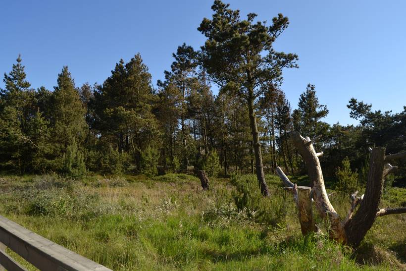 Foto von Ferienhaus CM45 in Sønderstrand - Rømø