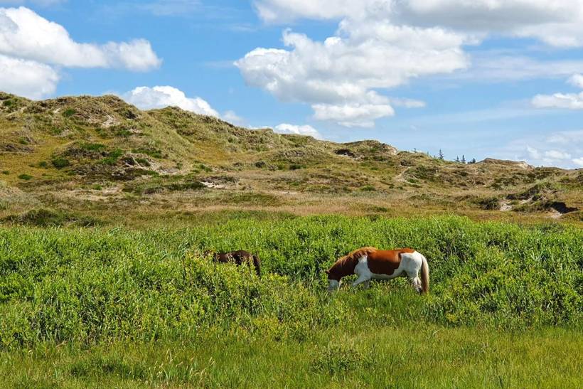 Foto von Ferienhaus CM59 in Henne Strand - Westjütland