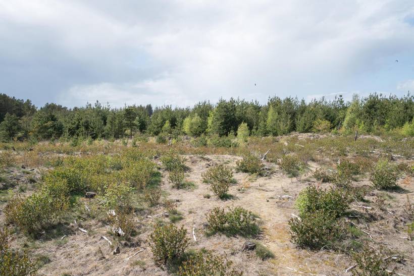 Foto von Ferienhaus CO39 in Houstrup - Westjütland