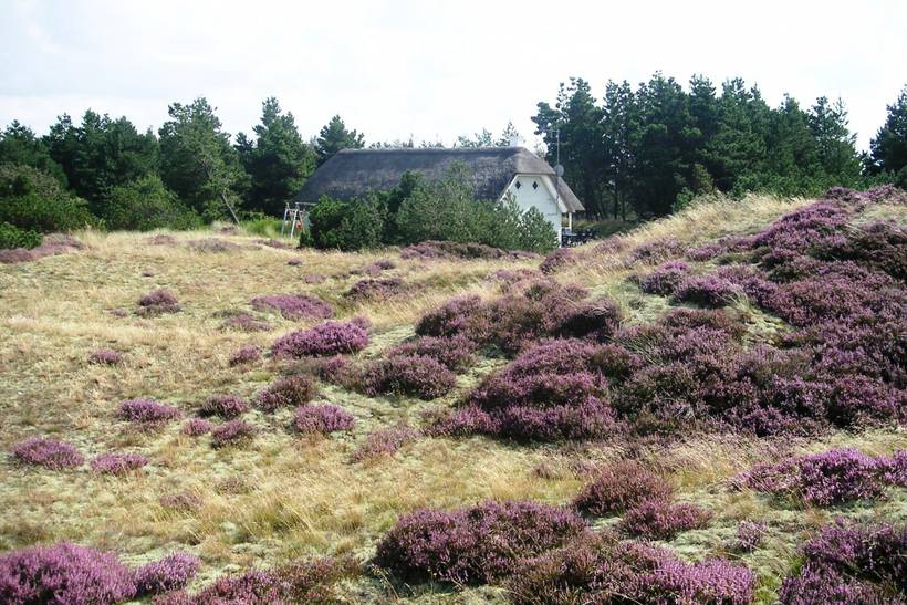 Foto von Ferienhaus CS17 in Blåvand - Westjütland