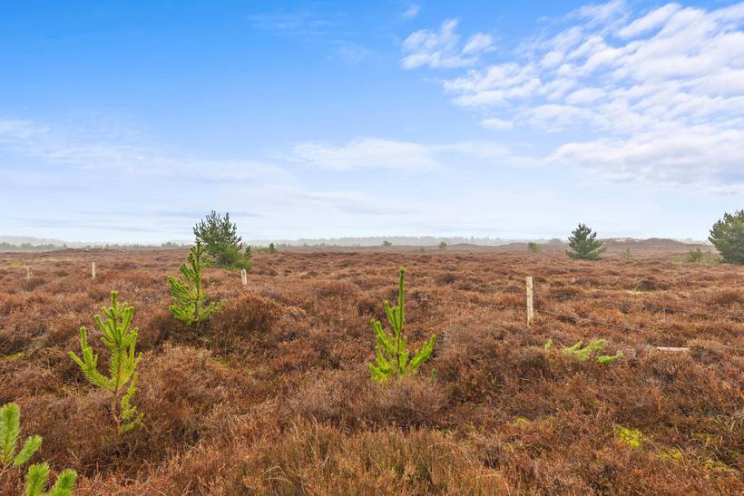 Foto von Ferienhaus CT73 in Kongsmark - Rømø