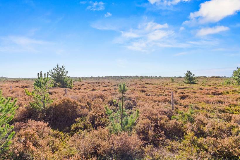 Foto von Ferienhaus CT73 in Kongsmark - Rømø