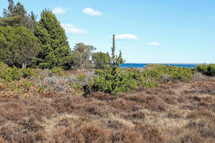 Foto von Ferienhaus CT87 in Serup - Thy/Limfjord