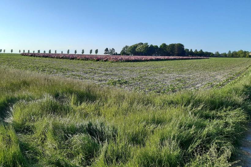 Foto von Ferienhaus DE24 auf Langø - Lolland
