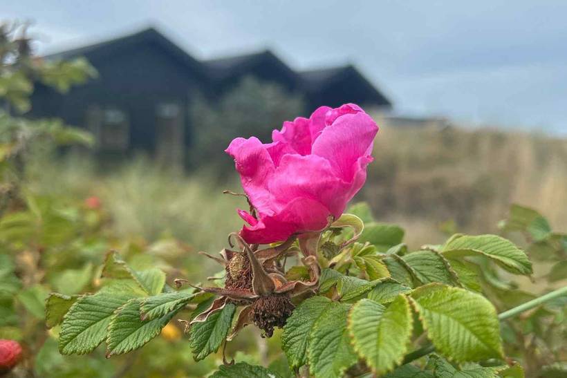 Foto von Ferienhaus DE63 in Løkken - Nordjütland
