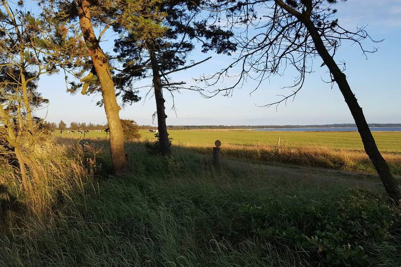 Foto von Ferienhaus DF97 in Trend - Thy/Limfjord
