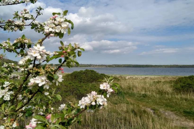Foto von Ferienhaus DI27 in Følle - Ostjütland
