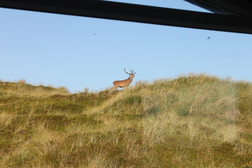 Foto von Ferienhaus DO69 in Grærup - Vejers Strand - Westjütland