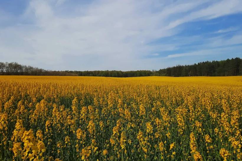 Foto von Ferienhaus DS15 in Bønnerup - Ostjütland