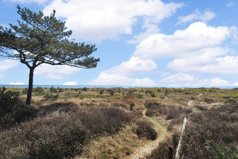 Foto von Ferienhaus DT14 in Dueodde - Bornholm