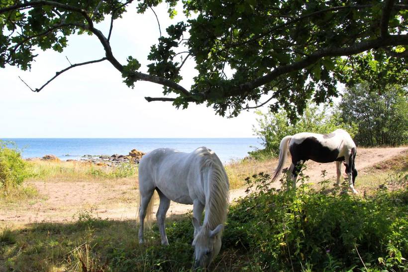 Foto von Ferienhaus EB66 in Svaneke - Bornholm