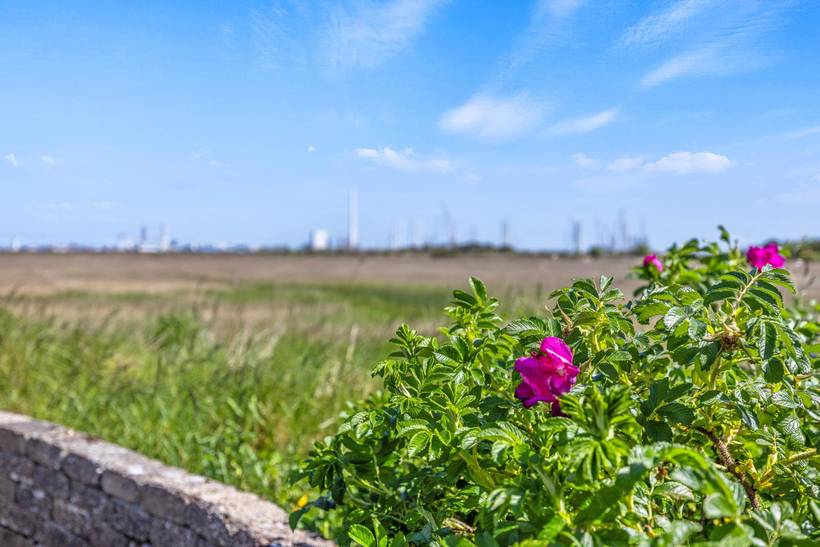 Foto von Ferienhaus EC64 auf Rindby - Fanø