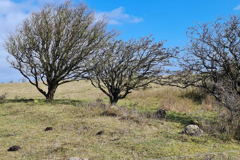 Foto von Ferienhaus ED31 in Ristinge - Langeland