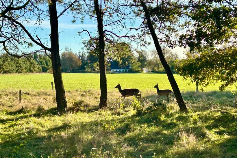 Foto von Ferienhaus EE68 in Ho - Blåvand - Westjütland