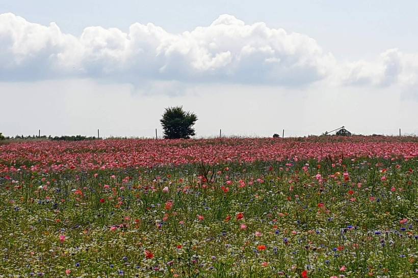 Foto von Ferienhaus EE74 in Hejlsminde - Südjütland