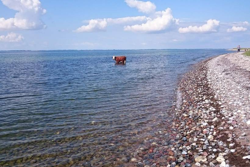 Foto von Ferienhaus EQ98 auf Langø - Lolland