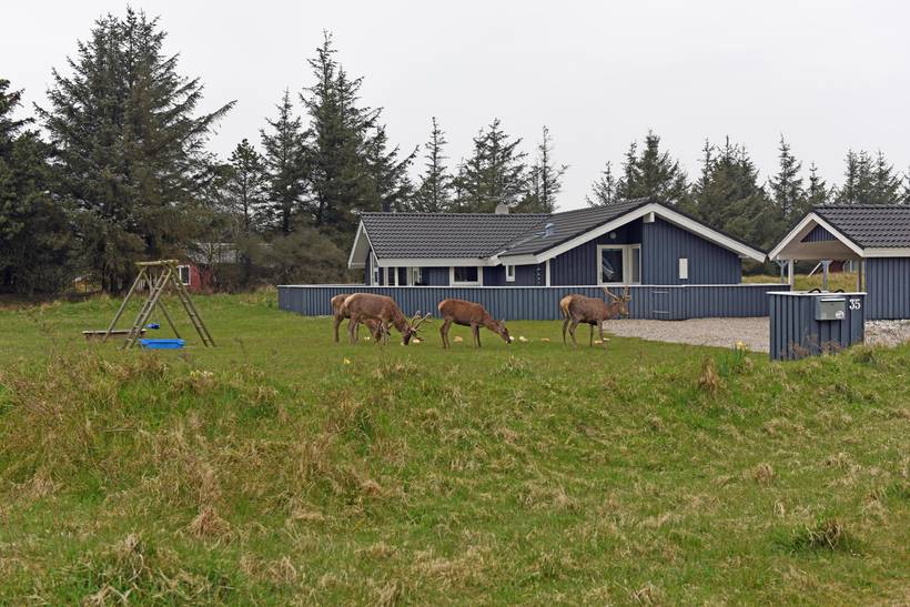 Foto von Ferienhaus ES67 in Vejers Strand - Westjütland