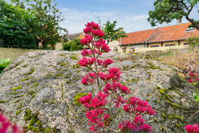 Foto von Ferienhaus EV79 in Svaneke - Bornholm