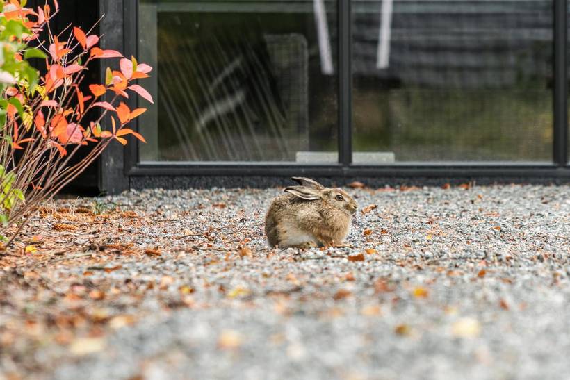 Foto von Ferienhaus EX19 in Houstrup - Westjütland