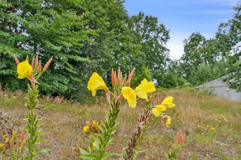 Foto von Ferienhaus EX86 in Dueodde - Bornholm