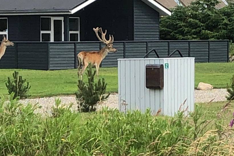Foto von Ferienhaus EY41 in Blåvand - Westjütland