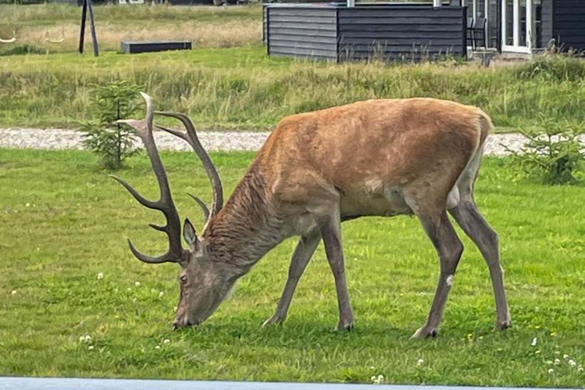 Foto von Ferienhaus EY41 in Blåvand - Westjütland