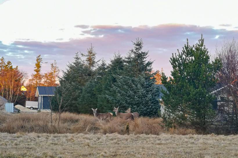 Foto von Ferienhaus EY41 in Blåvand - Westjütland