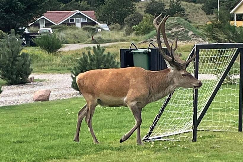 Foto von Ferienhaus EY41 in Blåvand - Westjütland
