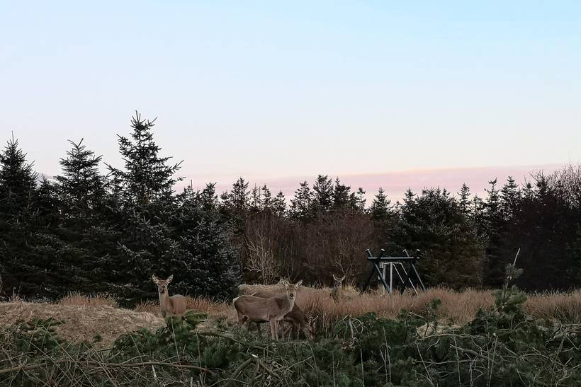 Foto von Ferienhaus EY41 in Blåvand - Westjütland